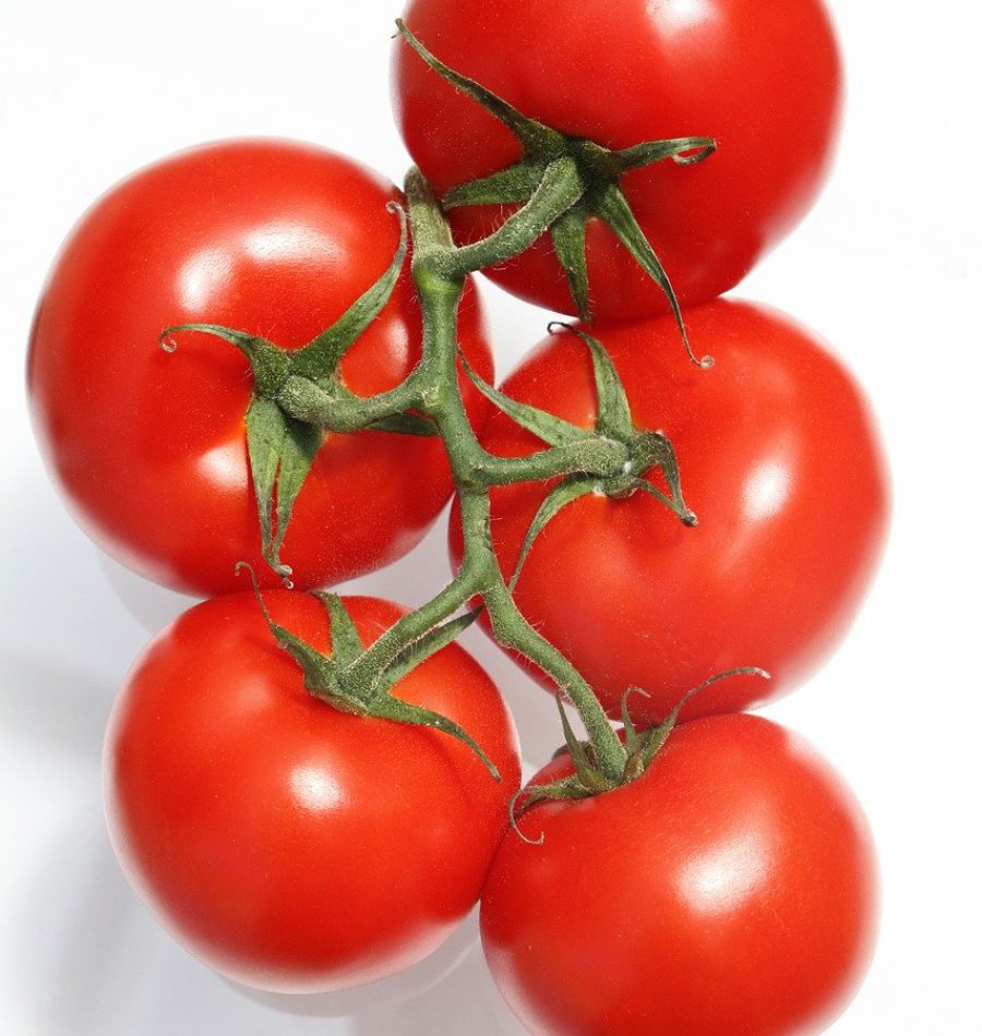 Tomates en grappe seules